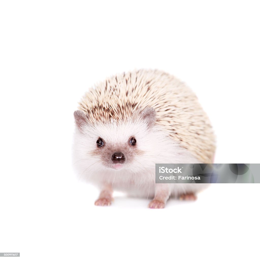 Domesticated hedgehog or African pygmy Domesticated hedgehog or African pygmy, isolated on white background Africa Stock Photo