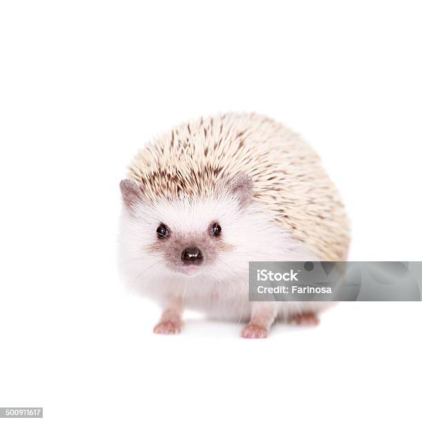 Domesticated Hedgehog Or African Pygmy Stock Photo - Download Image Now - Africa, Hedgehog, Animal