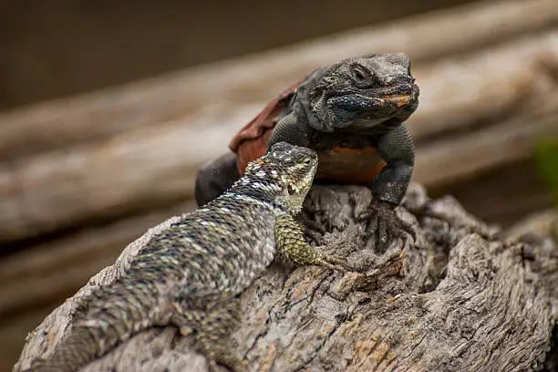 A clarks spiney lizard resting next to a chuckwalla.