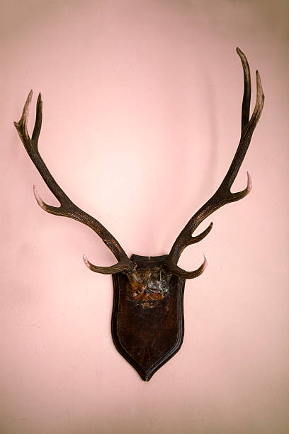 istock Trophy antlers hanging on wall 500921173