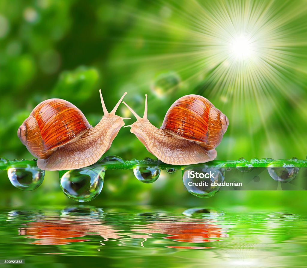 The snails. Funny picture of a two snails on a dewy grass over a pond. Animal Stock Photo