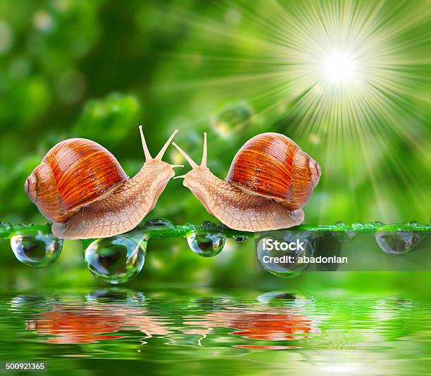 The Snails Stock Photo - Download Image Now - Animal, Animal Wildlife, Beauty In Nature