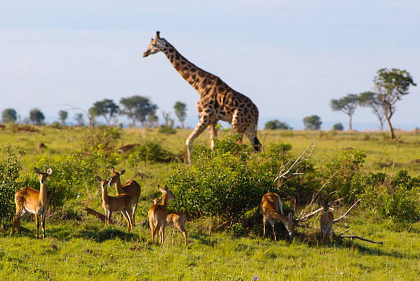 istock Giraffe and herd Uganda Kob savanna Murchison Falls National Park 500921659