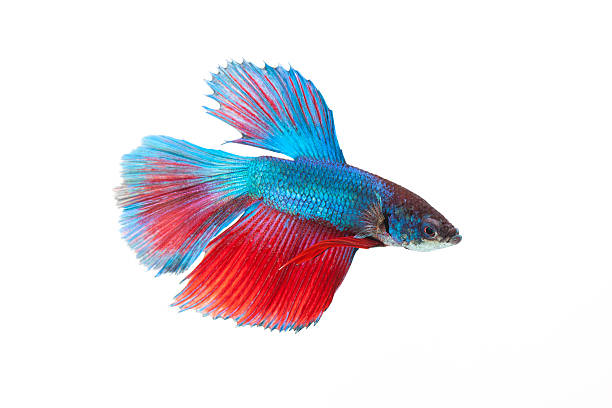 istock Siamese fighting fish isolated on white background 500921923
