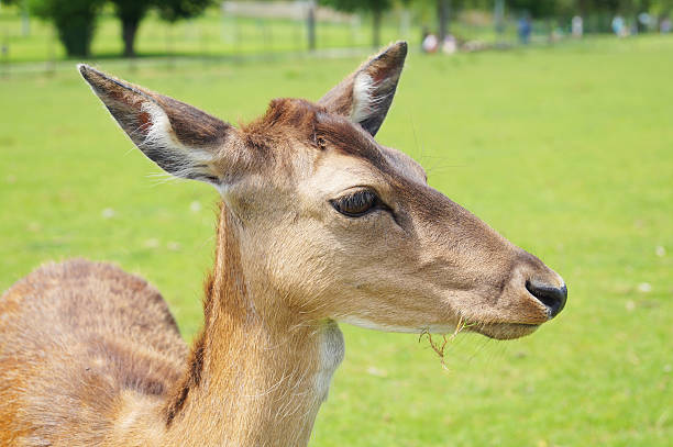 nice head of a deer stock photo