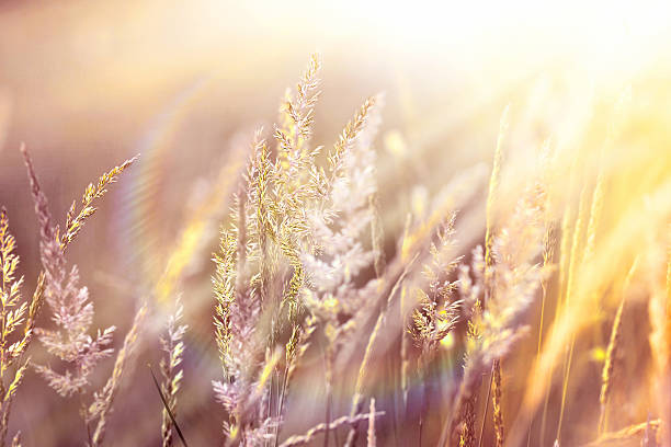 istock Sunset in a field of high grass 500922565