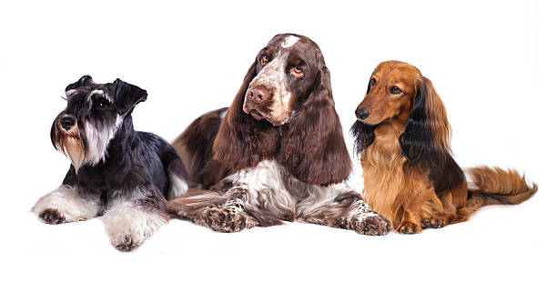 istock Group of dogs 500923473