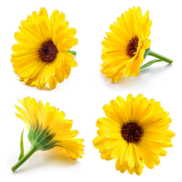 istock Marigold flowers. Calendula isolated on white. Collection. 500923716
