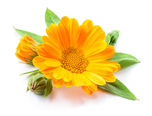 istock Calendula. Flowers with leaves isolated on white 500923810