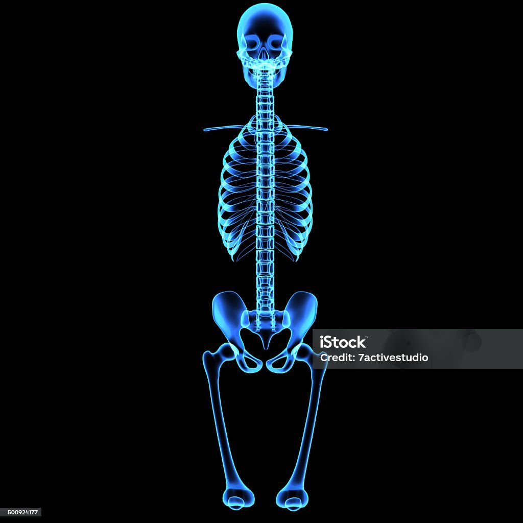 Skeleton The human skeleton is the internal framework of the body. It is composed of 270 bones at birth this total decreases to 206 bones by adulthood after some bones have fused together. Adult Stock Photo