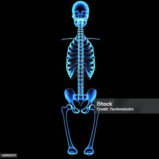 Skeleton Stock Photo - Download Image Now - Adult, Anatomy, Biology