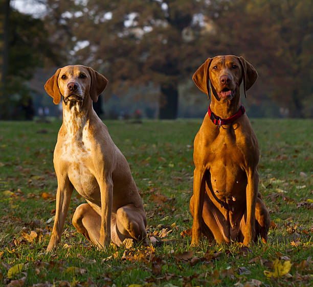 istock two attentive Magyar Vizsla hunting dogs 500925038