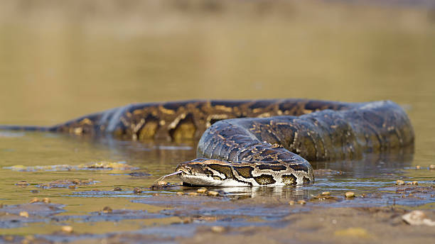asiatische pythonleder in river in nepal - chitwan stock-fotos und bilder