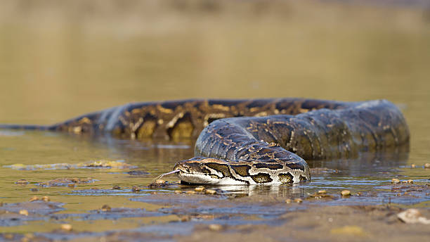 Asian Python in river in Nepal specie Python molurus anaconda snake stock pictures, royalty-free photos & images