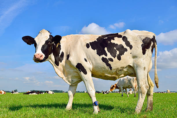 istock Holstein cow in green meadow 500925543