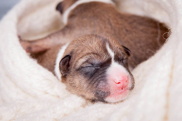 istock Newborn basenji puppy, first day 500925891