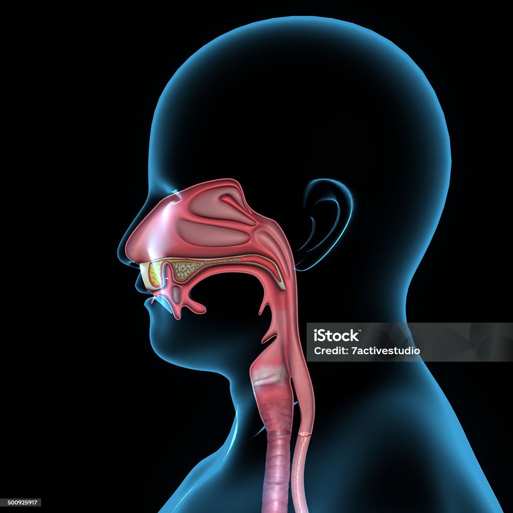 Mouth anatomy In human anatomy, the mouth is the first portion of the alimentary canal that receives food and saliva. The oral mucosa is the mucous membrane epithelium lining the inside of the mouth. Anatomy Stock Photo