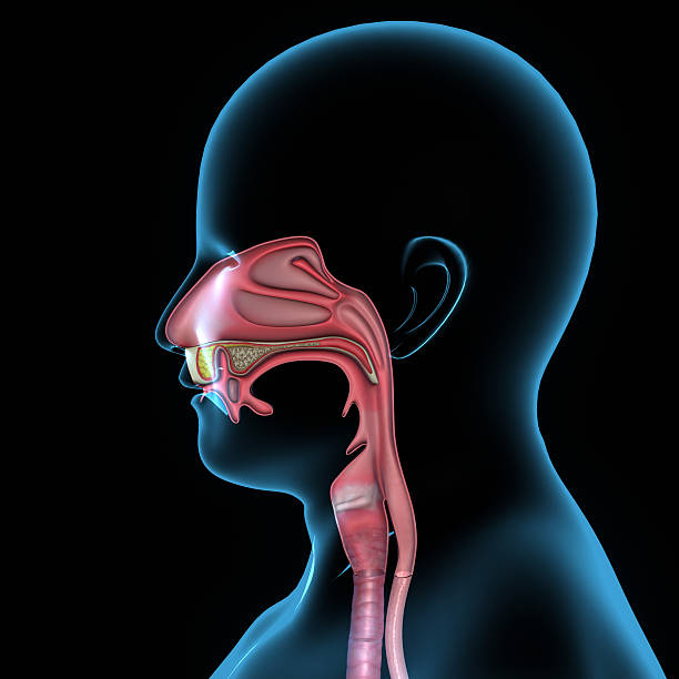 Mouth anatomy stock photo