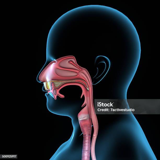 Mouth Anatomy Stock Photo - Download Image Now - Anatomy, Nose, Throat