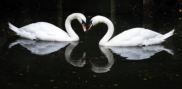 istock Swan floating on the water 500926025