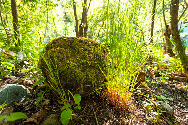 big rock com grama crescendo em torno na floresta - gray mold - fotografias e filmes do acervo