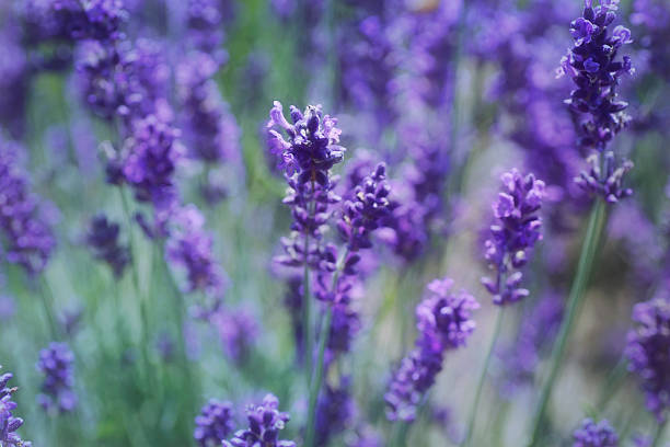 istock Digital art, paint effect, lavender flowers on a summer day 500926536