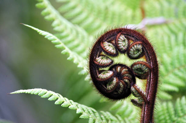 istock Fern Frond, New Zealand 500927292