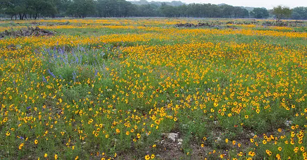 Field of Indian Blanket & Greenthread in bloom in the Texas Hill Country.