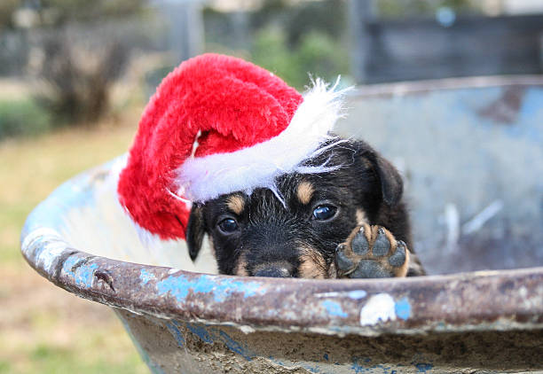 Kelpie puppy wearing santa hat stock photo
