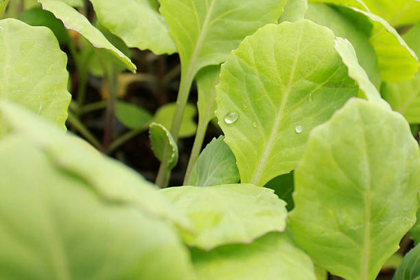istock Close up shoot of green leafs 500927989