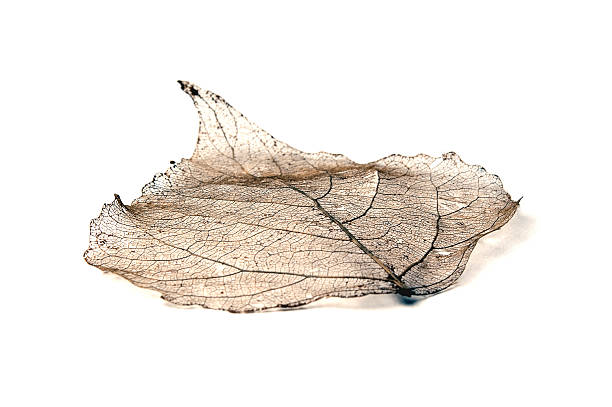 Leaf skeleton stock photo