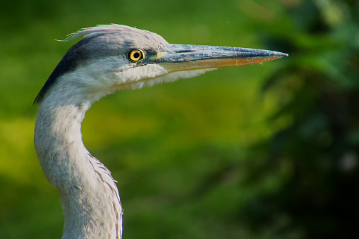 This is a close up, profile portrait of a Grey Heron. Showing the bird's distinctive grey plumage, long thin neck, long pointed beak and it's yellow eye. Caught in sharp focus with a zoom lens using a shallow depth of field to make it stand out against the green background. Taken in the Woodland Gardens, Bushy Park, Richmond Upon Thames, UK