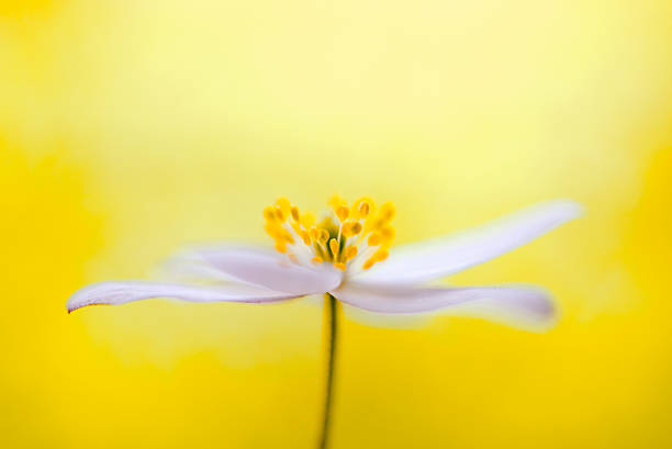 ヤブイチゲ、黄色背景 - sweden wildflower wood anemone flower ストックフォトと画像