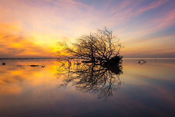 istock Dead tree and  sun and sea and sky 500934910