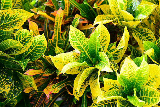 plant croton close-up