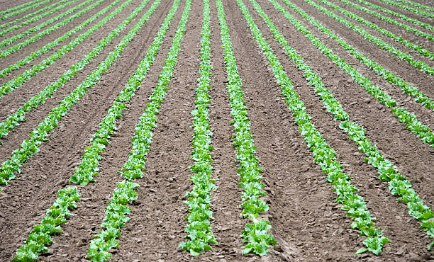 istock Field of Lettuce 500936130