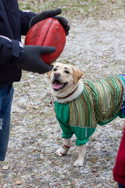 istock the dog plays with the toy 500937482