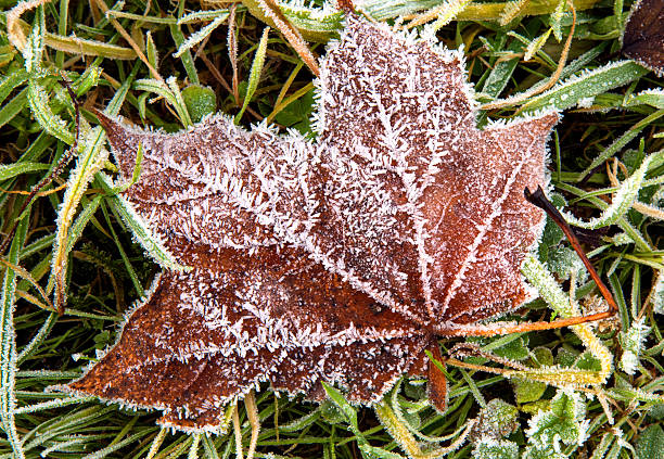 oak leaf dépoli sur le terrain, en décembre, horizontales. - flower snow winter close up photos et images de collection