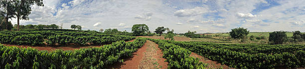 Young caffee plantation landscape farm