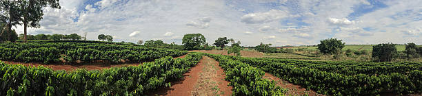 młody caffee plantation krajobraz gospodarstwa - caffee zdjęcia i obrazy z banku zdjęć