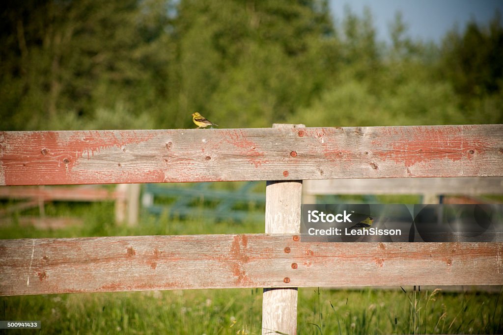 American Goldfinch's on Old Fence Two lovely Birds on old barn wood fence American Goldfinch Stock Photo