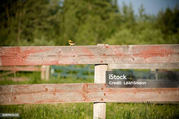 American Goldfinchs On Old Fence Stock Photo - Download Image Now - American Goldfinch, Animal Wildlife, Bird