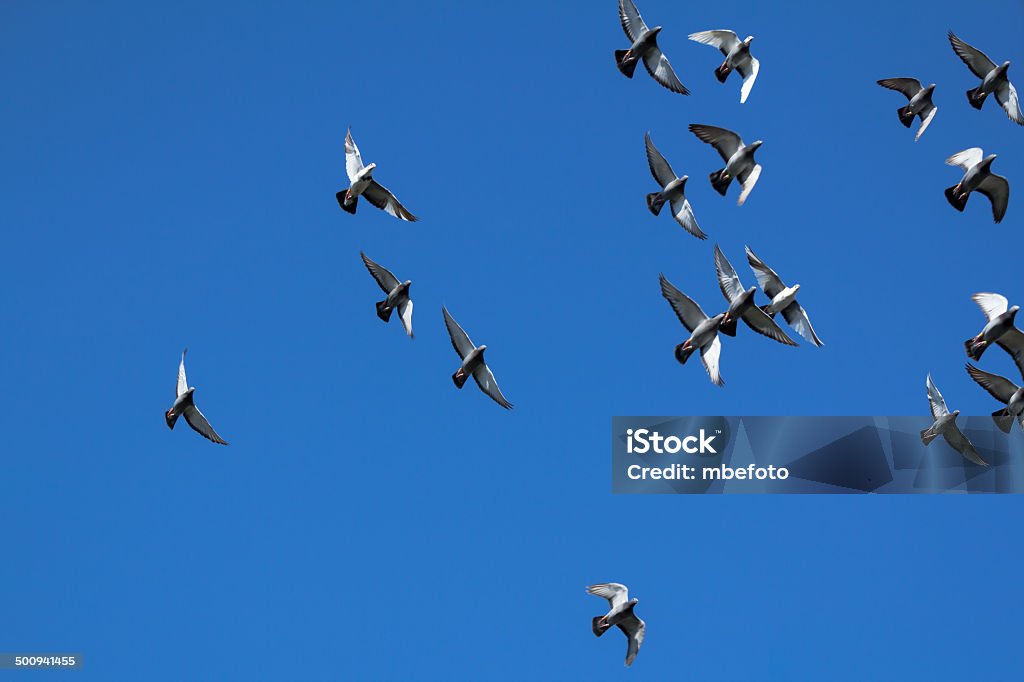 pigeons swarm Abundance Stock Photo