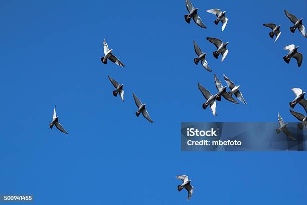 Pigeons Swarm Stock Photo - Download Image Now - Abundance, Animal Body Part, Animal Eye