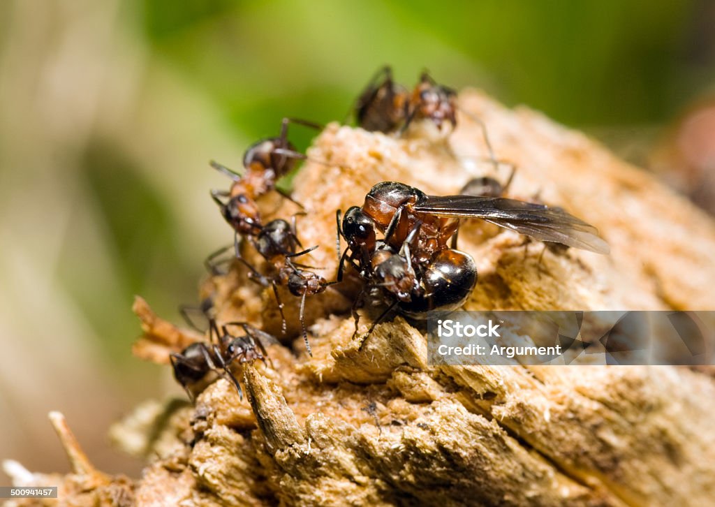 Ant hill - Lizenzfrei Aktivitäten und Sport Stock-Foto