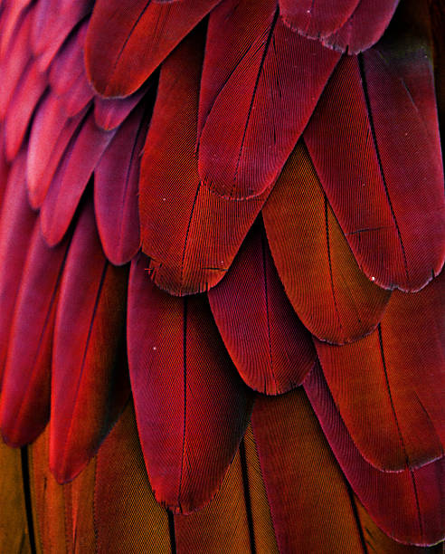 Red/Yellow Feathers Macro photograph of the red, orange, and yellow feathers of a macaw. parrot photos stock pictures, royalty-free photos & images