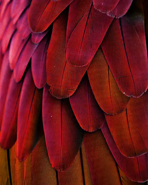 Photo of Red/Yellow Feathers
