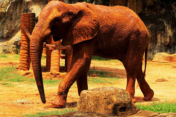 istock Elephant. Elephants Big Walking Outdoors. 500941969