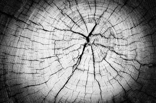 istock Black and white, texture of tree stump with vignetting added 500942175