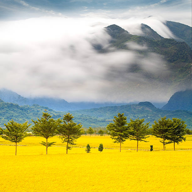 Paddy field in the morning for adv or others purpose use
